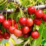 Саженцы Черешня Брянская розовая