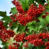 Саженцы Калина Луч