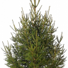 Живая русская ёлка 300-350 см Живая русская ёлка 300-350 см