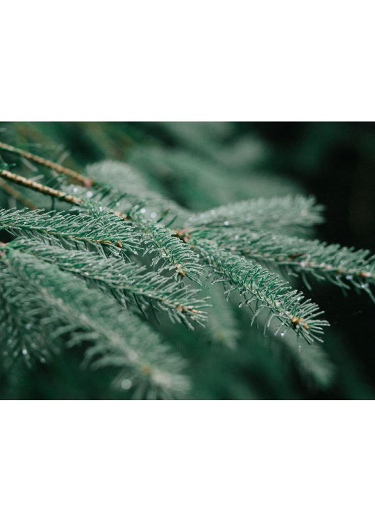 Живая русская ёлка 300-350 см