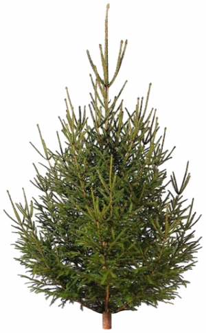 Живая русская ёлка 350 см+