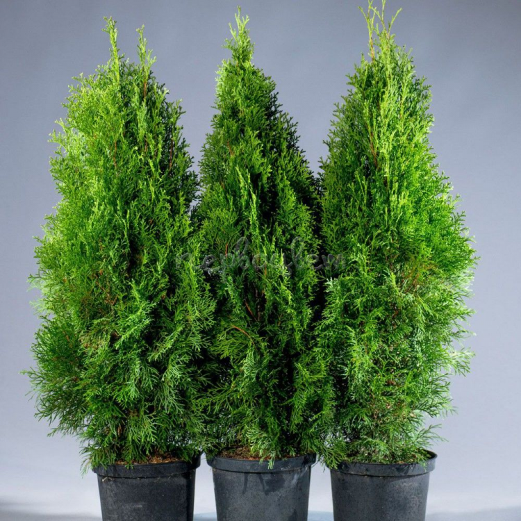 Туя Смарагд(Smaragd)