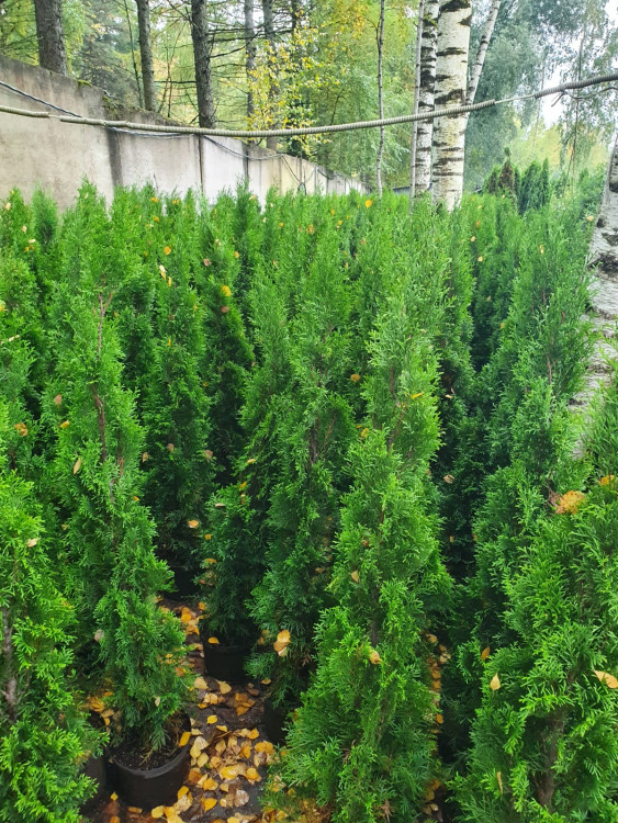 Туя Смарагд(Smaragd)