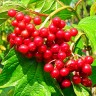 Саженцы Калина Эликсир