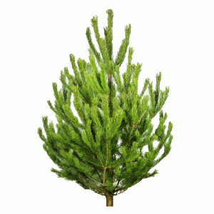 Живая русская сосна 75-100 см