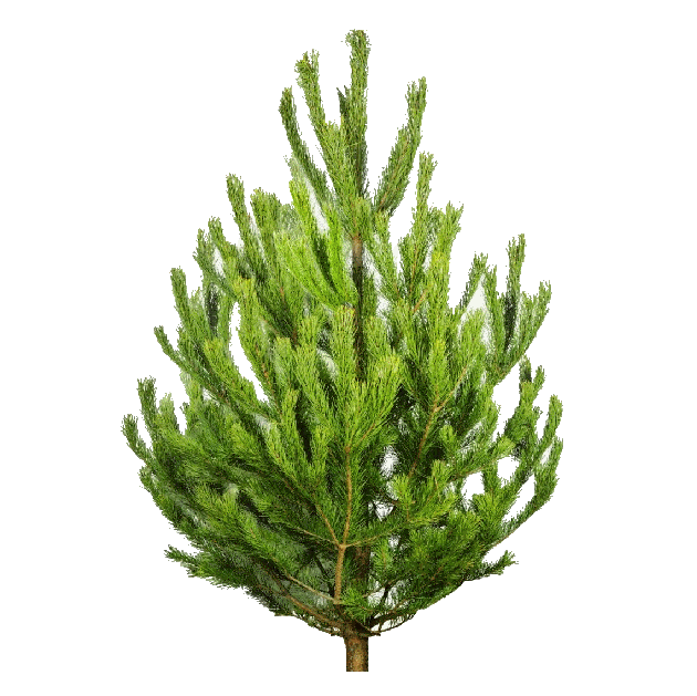 Живая русская сосна 75-100 см
