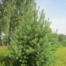 Живая русская сосна 300-350 см