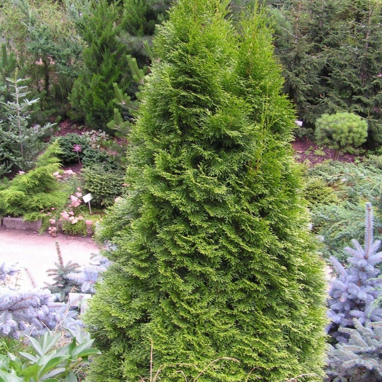 Туя западная Смарагд Вариегата(SMARAGD VARIEGATA)