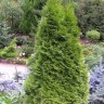 Туя западная Смарагд Вариегата(SMARAGD VARIEGATA)