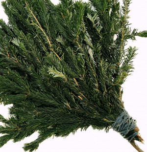 Банч из веток Фразера