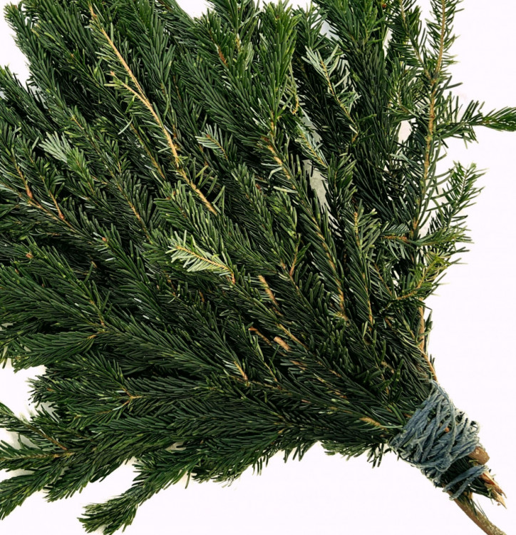 Банч из веток Фразера