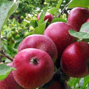 Яблоня Коваленковская