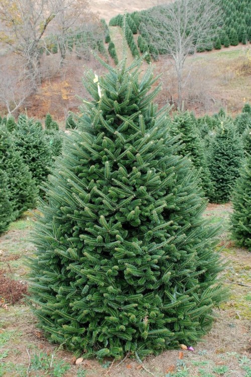 Пихта Фразера 125-150 см