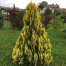 Туя западная Еллоу Риббон(YELLOW RIBBON)