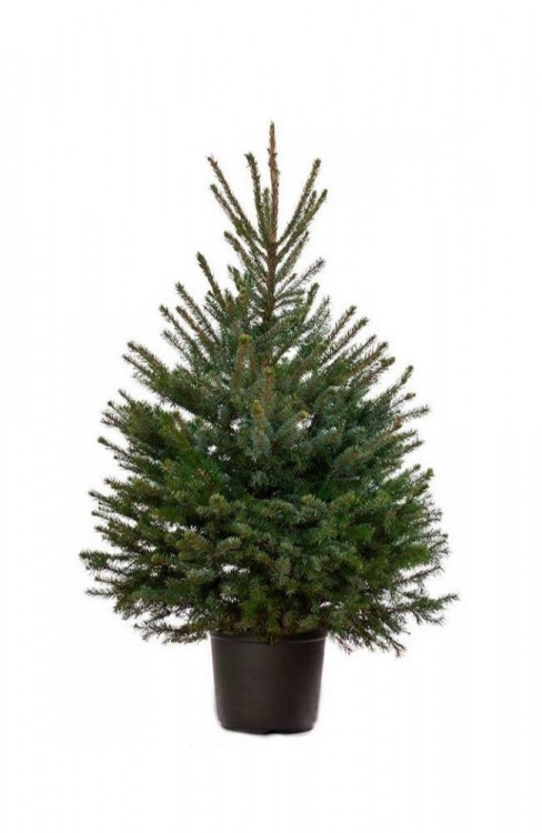 Живая европейская (Норвежская) ёлка в кадке 60-75 см