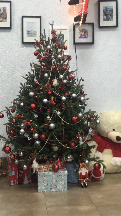 Пихта Фразера 225-250 см