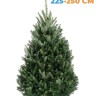 Пихта Фразера 225-250 см