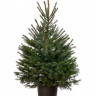 Живая европейская (Норвежская) ёлка в кадке 75-100 см