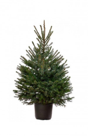 Живая европейская (Норвежская) ёлка в кадке 225-250 см