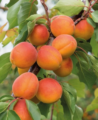 Саженцы Абрикос Викинг