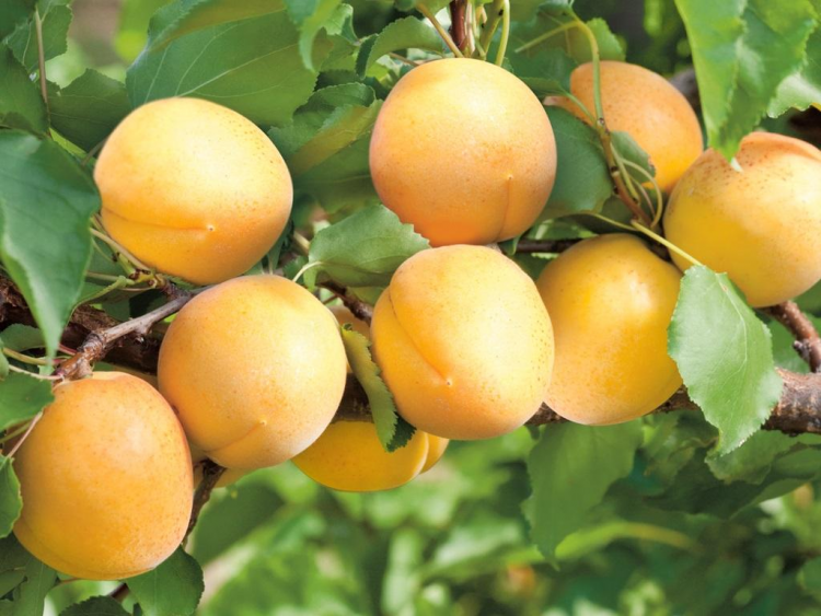 Саженцы Абрикос Викинг