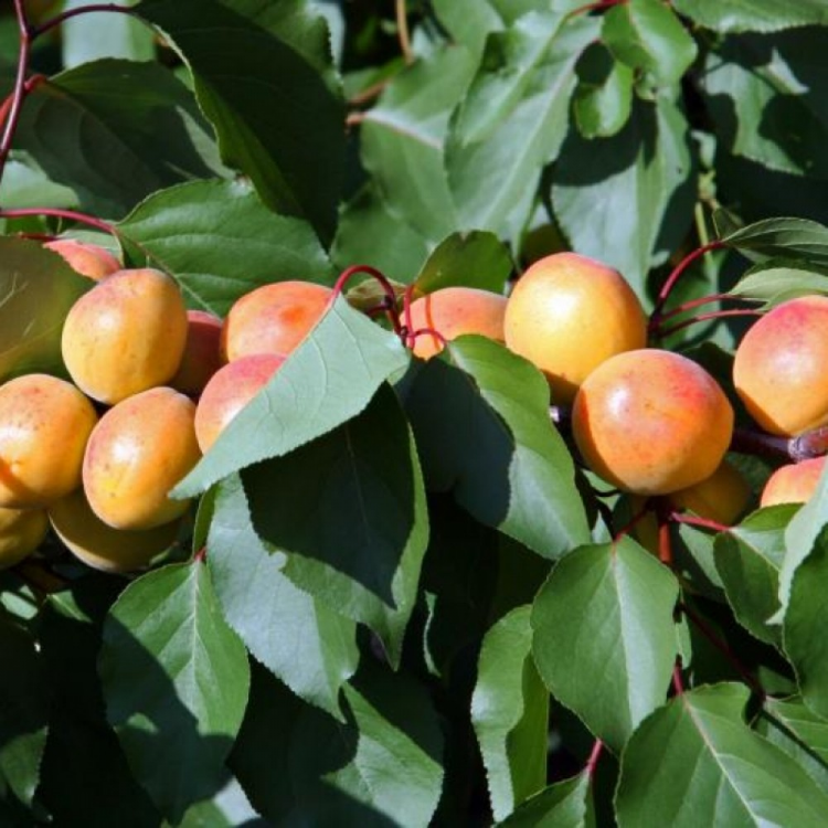 Саженцы Абрикос Графиня
