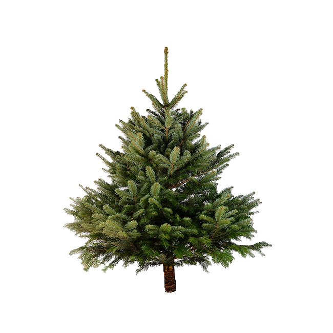 Датская ёлка 100-125 см