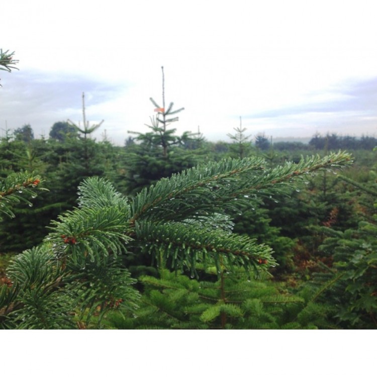 Датская ёлка 125-150 см