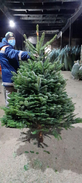 Датская ёлка 150-175 см