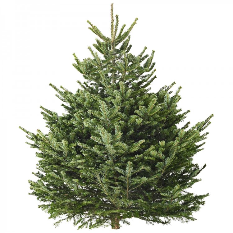 Датская ёлка 200-225 см