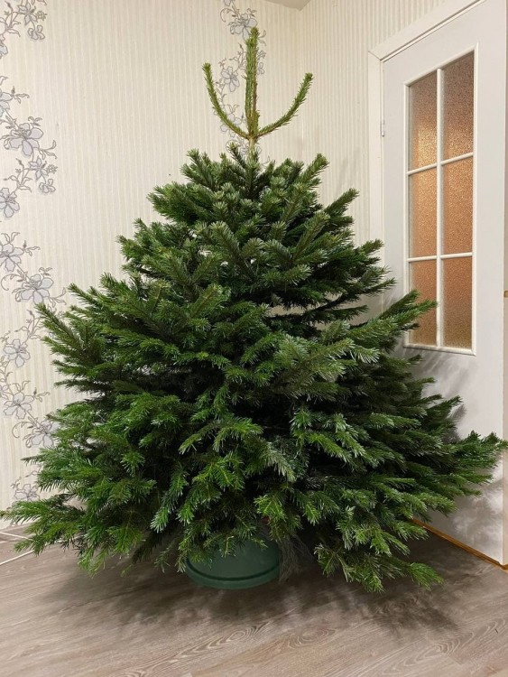 Датская ёлка 250-275 см