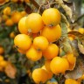 Саженцы Яблоня Китайка Санникова
