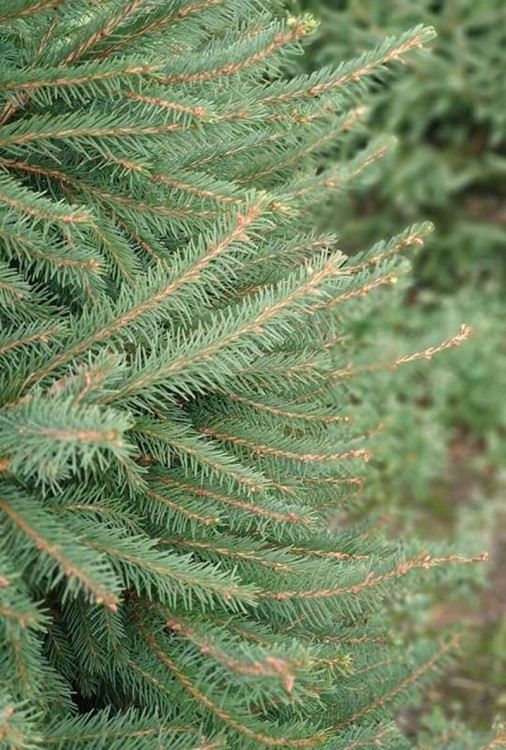 Живая европейская (Норвежская) ёлка 125-150 см