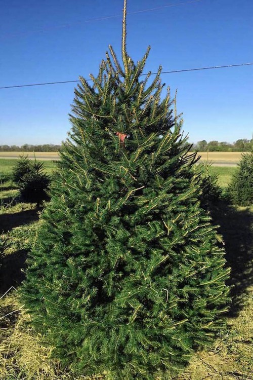 Живая европейская (Норвежская) ёлка 125-150 см