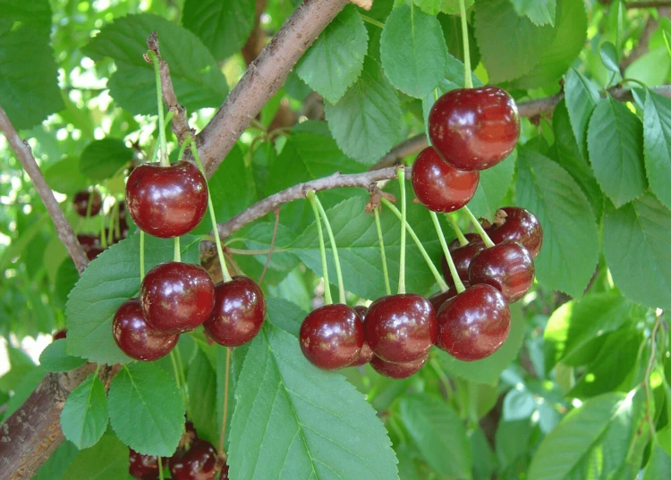 Саженцы Вишня Вечерняя заря