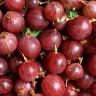 Саженцы Крыжовник Балет 