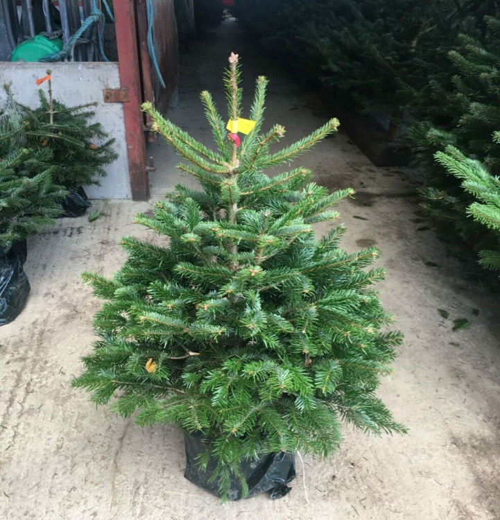 Живая Датская ёлка в горшке 125-150 см