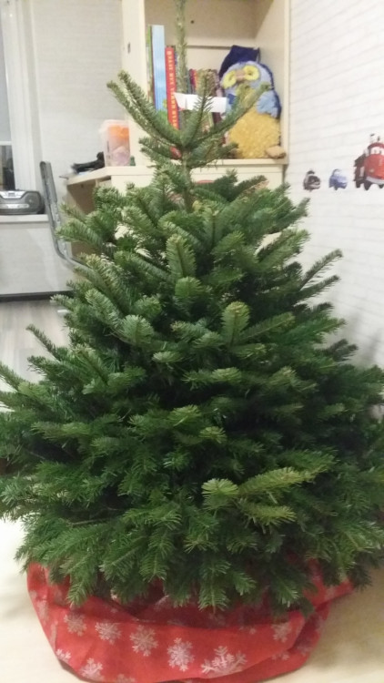 Живая Датская ёлка в горшке 175-200 см
