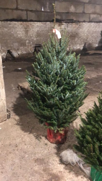 Живая пихта Фразера в горшке 125-150 см