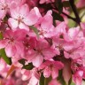 Саженцы Яблоня декоративная Маковецкого