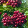 Саженцы Рябина Гранатовая