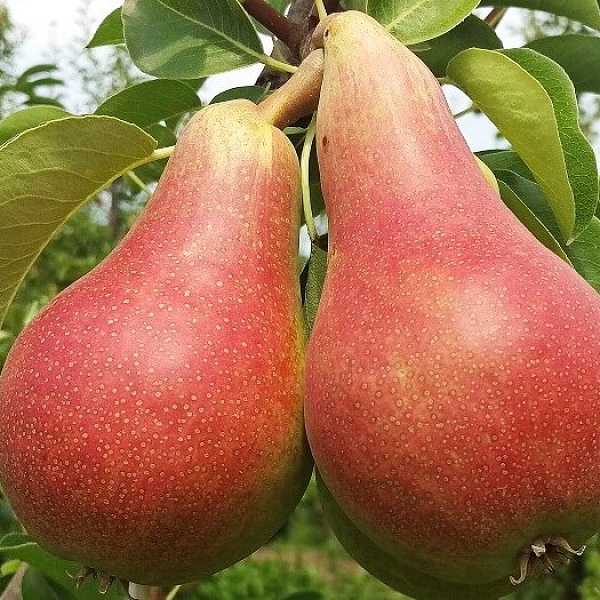 Саженцы Груша Кармен