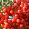 Саженцы Рябина Невежинская