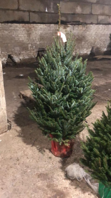 Живая пихта Фразера в горшке 200-225 см