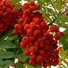Саженцы Рябина Вкусная