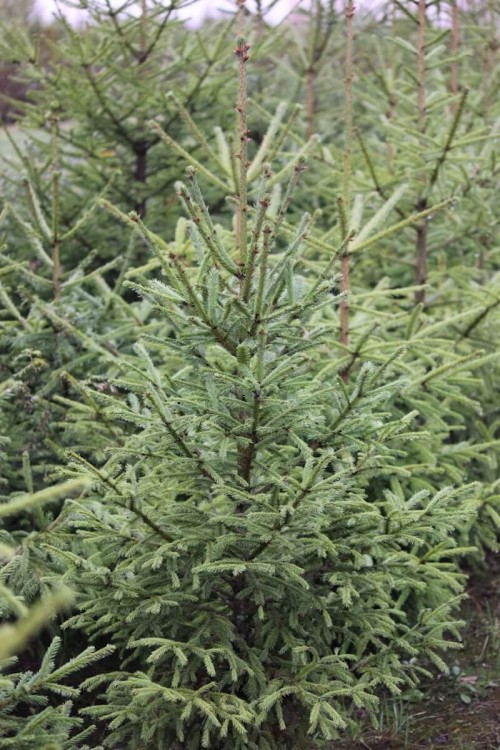 Живая русская ёлка 100-125 см Живая русская ёлка 100-125 см