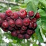 Саженцы Рябина Ликерная