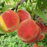 Саженцы Персик Воронежский кустовой