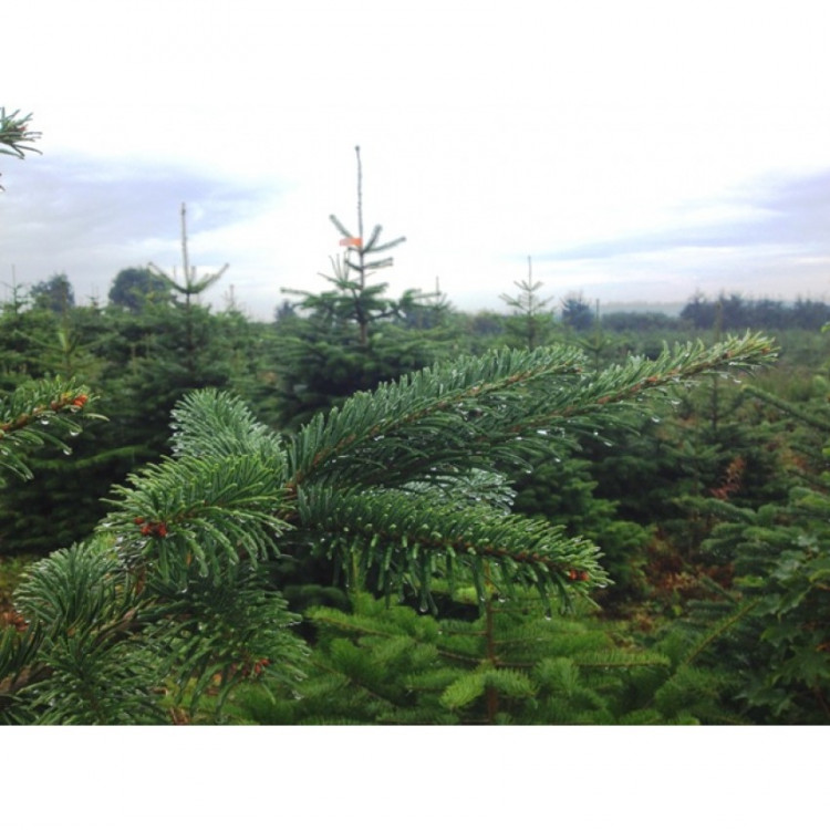 Датская ёлка 350-400 см