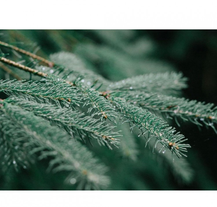 Живая русская ёлка 225-250 см